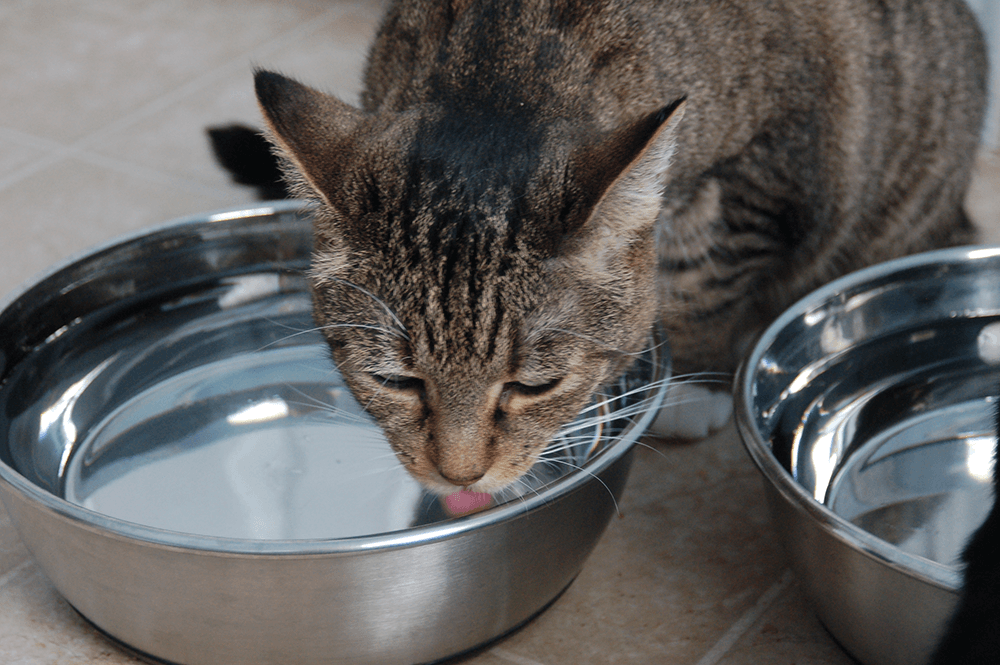 cat-is-drinking-water-out-of-the-water-bowl-2021-09-01-00-14-30-utc